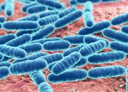 Manfaat Besar dari Penggunaan Bakteri Lactobacillus dalam Pengawetan Makanan