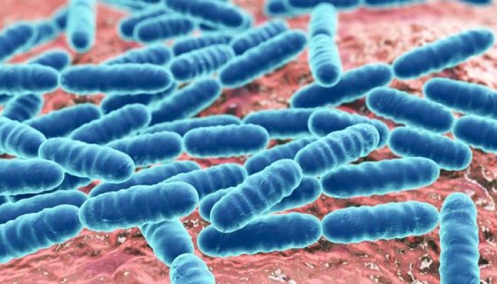 Manfaat Besar dari Penggunaan Bakteri Lactobacillus dalam Pengawetan Makanan
