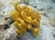 Perkembangbiakan pada Porifera: Memahami Proses Vegetatif dan Generatif