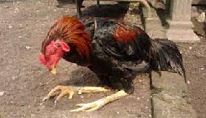 Menghidupkan Kembali Semangat Ayam Peliharaan Anda