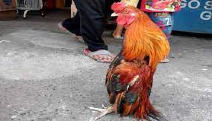 Cara Mengatasi Kaki Ayam Pincang Tanpa Masalah Turun Urat