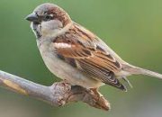 Cara Mengusir Burung Gereja: Pesona Harmoni dalam Upaya Pemecahan Masalah
